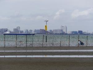ふなばし三番瀬海浜公園の写真17