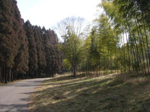 昭和の森公園の写真24