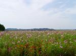 与田浦コスモス畑の写真のサムネイル写真6