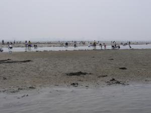 【潮干狩り】ふなばし三番瀬海浜公園で潮干狩り！の写真26