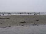 【潮干狩り】ふなばし三番瀬海浜公園で潮干狩り！の写真のサムネイル写真26