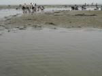 【潮干狩り】ふなばし三番瀬海浜公園で潮干狩り！の写真のサムネイル写真30