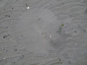 【干潟で遊ぶ】ふなばし三番瀬海浜公園の干潟で生き物さがし！。の写真19