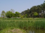 多々良沼公園の写真のサムネイル写真25