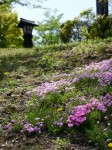 桜山公園の写真のサムネイル写真6