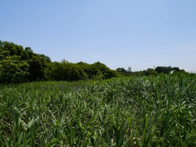 茂林寺沼及び低地湿原の写真9