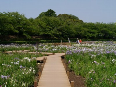 館林花菖蒲園の写真