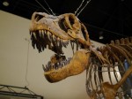 神流町恐竜センターの写真のサムネイル写真11