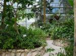 高崎市染料植物園の写真のサムネイル写真18