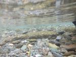 【川遊び】小平河川公園で、川遊び！水中カメラで小魚捕獲！の写真のサムネイル写真3