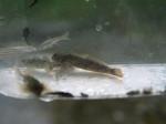 【川遊び】小平河川公園で、川遊び！水中カメラで小魚捕獲！の写真のサムネイル写真27