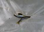【川遊び】小平河川公園で、川遊び！水中カメラで小魚捕獲！の写真のサムネイル写真36