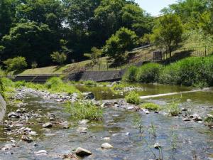 【川遊び】小平河川公園で、川遊びしていたら蛇登場！の写真12