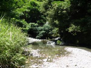 【川遊び】小平河川公園で、川遊びしていたら蛇登場！の写真21
