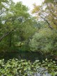 箱根湿生花園の写真のサムネイル写真16