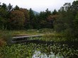 箱根湿生花園の写真のサムネイル写真17