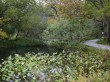 箱根湿生花園の写真のサムネイル写真18