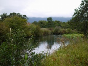 箱根湿生花園の写真24