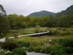 箱根湿生花園の写真26