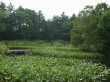 箱根湿生花園の写真のサムネイル写真37