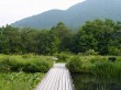 箱根湿生花園の写真のサムネイル写真39