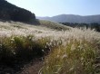 すすき草原（仙石原）の写真のサムネイル写真4