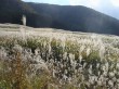 すすき草原（仙石原）の写真のサムネイル写真8