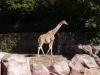 金沢動物園の写真のサムネイル写真33