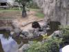 よこはま動物園ズーラシアの写真のサムネイル写真3