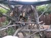 よこはま動物園ズーラシアの写真のサムネイル写真15