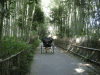 嵯峨野、竹林の小道の写真のサムネイル写真1