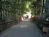 嵯峨野、竹林の小道の写真のサムネイル写真2