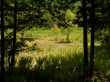 居谷里湿原の写真のサムネイル写真8