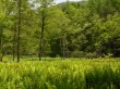 居谷里湿原の写真のサムネイル写真20