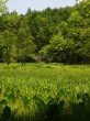 居谷里湿原の写真のサムネイル写真19