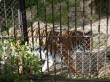 須坂市動物園の写真のサムネイル写真15