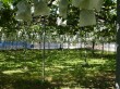 小野りんご園の写真のサムネイル写真9