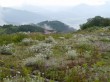 白馬五竜高山植物園の写真のサムネイル写真12