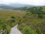 霧ヶ峯湿原植物群落の写真のサムネイル写真9