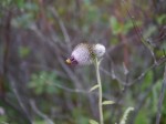 霧ヶ峯湿原植物群落の写真のサムネイル写真10