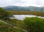 霧ヶ峯湿原植物群落の写真のサムネイル写真16