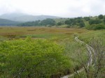 霧ヶ峯湿原植物群落の写真のサムネイル写真17