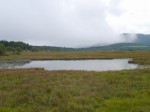 霧ヶ峯湿原植物群落の写真のサムネイル写真20
