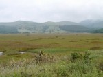 霧ヶ峯湿原植物群落の写真のサムネイル写真21