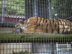 茶臼山動物園の写真のサムネイル写真9