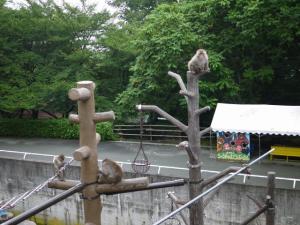 茶臼山動物園の写真26