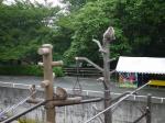 茶臼山動物園の写真のサムネイル写真26