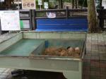 茶臼山動物園の写真のサムネイル写真33