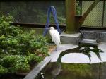 茶臼山動物園の写真のサムネイル写真37