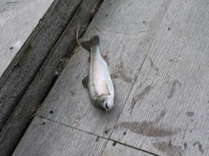 【ニジマス釣り】松原湖キャンプ場つり堀でニジマス釣り！の写真4